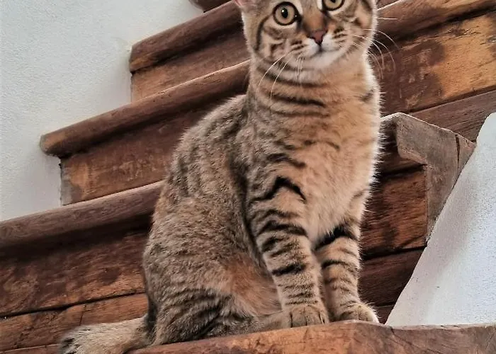 Meznarija Appartamento *